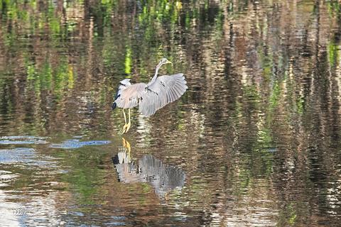 Heron in flight #2