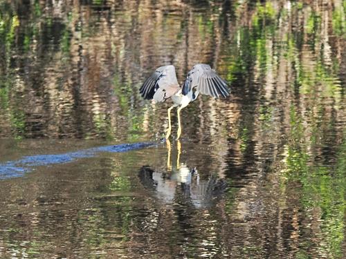 Heron in flight #4