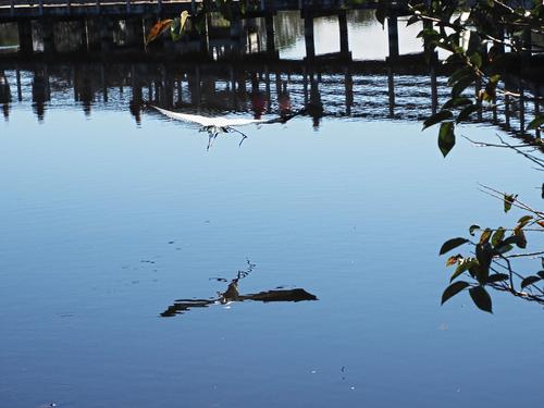 Wood stork in flight #13