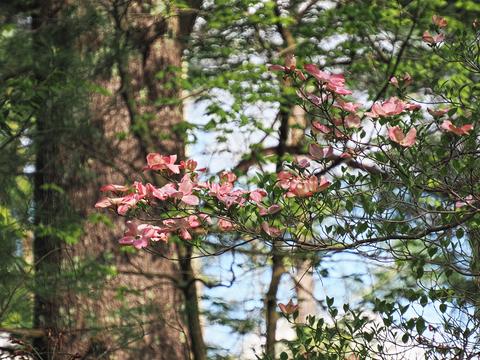 Liz's dogwood tree #2