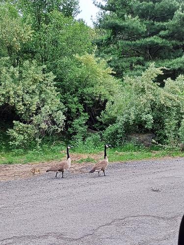 Geese and goslings #8