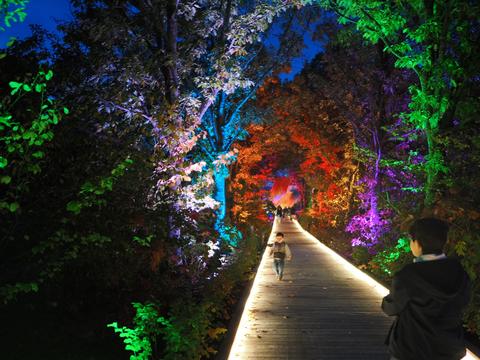Enchanted Forest in the New England Botanic Garden #2