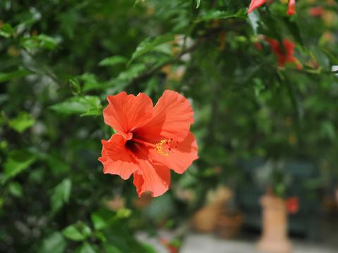 Flower at the New England Botanic Garden