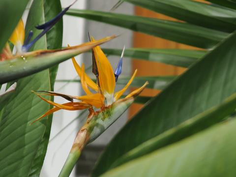 Flower at the New England Botanic Garden #3