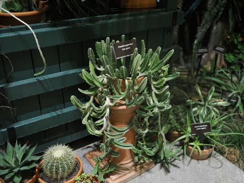 Cactuses at the New England Botanic Garden