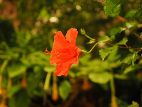 Flower at the New England Botanic Garden #4