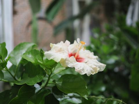 Flower at the New England Botanic Garden #5