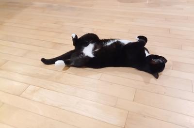 Nightwind yoga positions