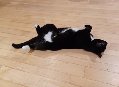 Nightwind yoga positions #2