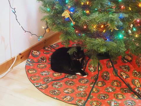 Nightwind, Christmas kitty