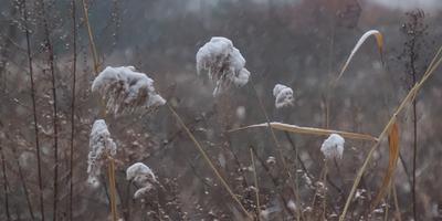 Snowy cattails