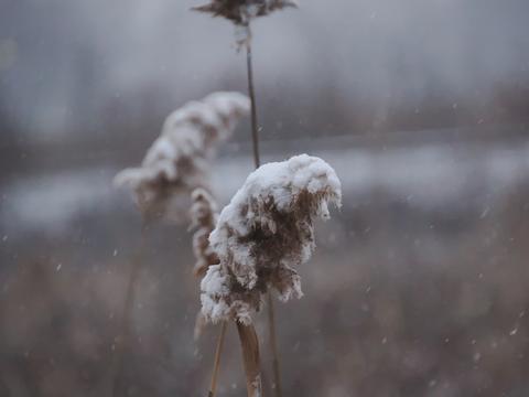 Snowy cattails #3