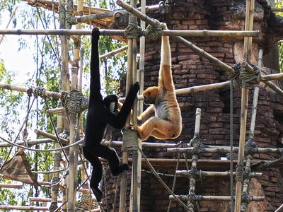 White-cheeked gibbon and Siamang #3