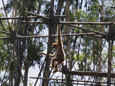 White-cheeked gibbon