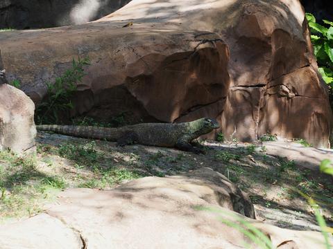 Komodo Dragon