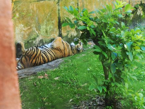 Sleeping tiger