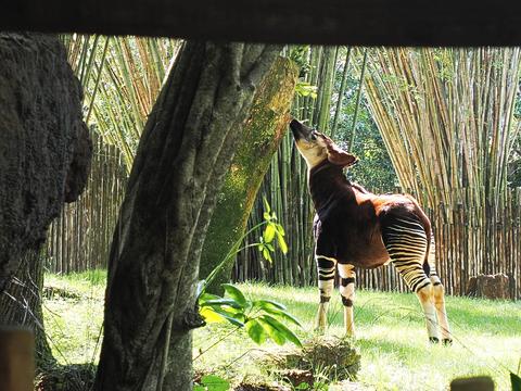 Okapi #3