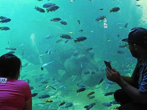 Swimming hippopotamus