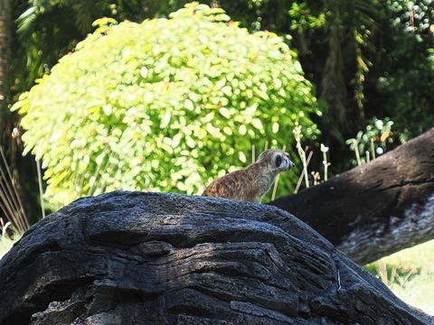 Meerkat