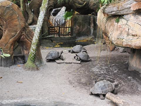 Giant Galapagos tortoises