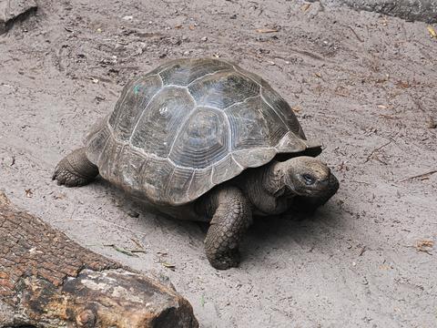 Giant Galapagos tortoise