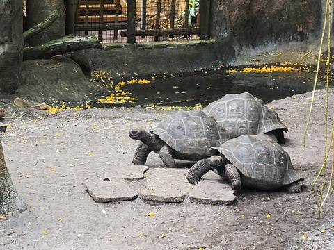 Giant Galapagos tortoises #2