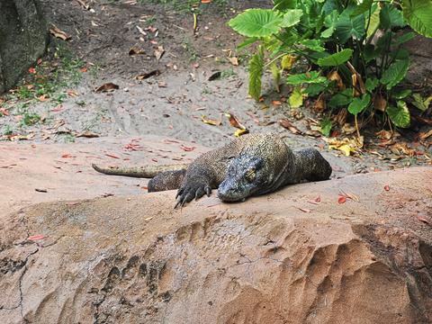 Komodo Dragon #3