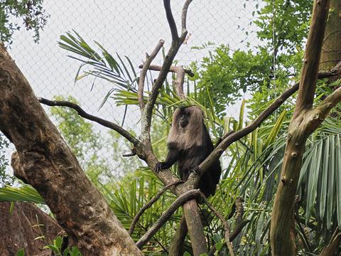 Cotton-Top Tamarin #2