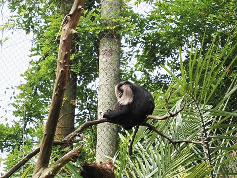 Cotton-Top Tamarin #3