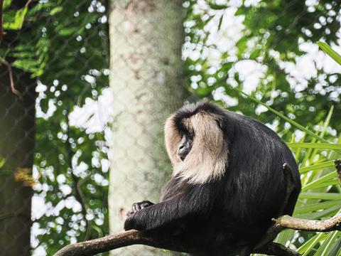 Cotton-Top Tamarin #4