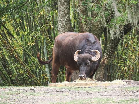 Water buffalo