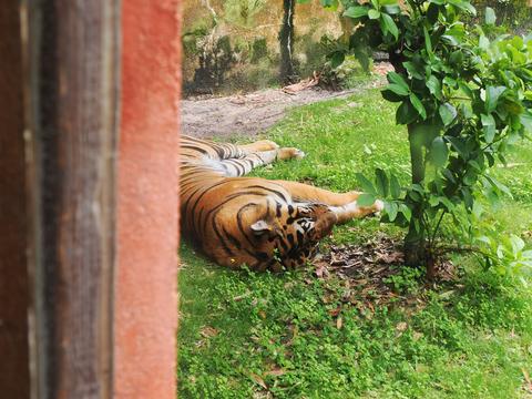 Sleeping tiger #2