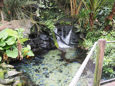 Waterfall and fish