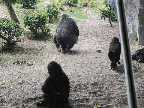 Gorillas