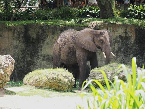 Caring for elephants tour