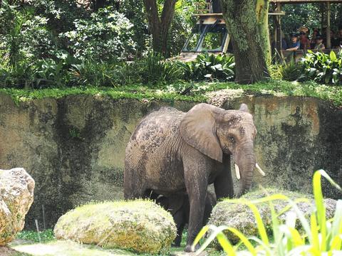 Caring for elephants tour #2