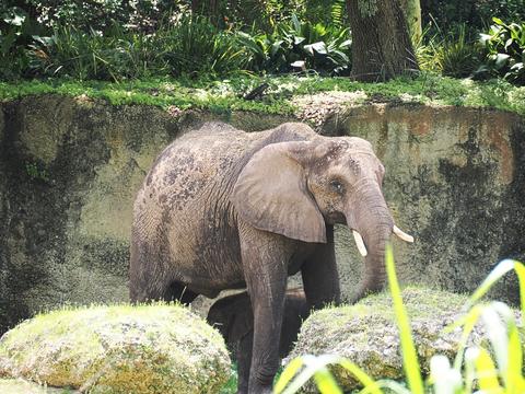 Caring for elephants tour #3