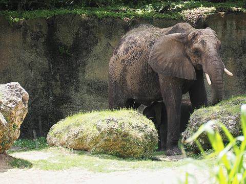 Caring for elephants tour #4