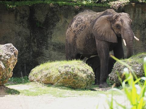 Caring for elephants tour #5