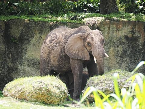 Caring for elephants tour #6