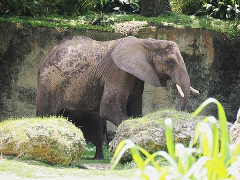 Caring for elephants tour #8