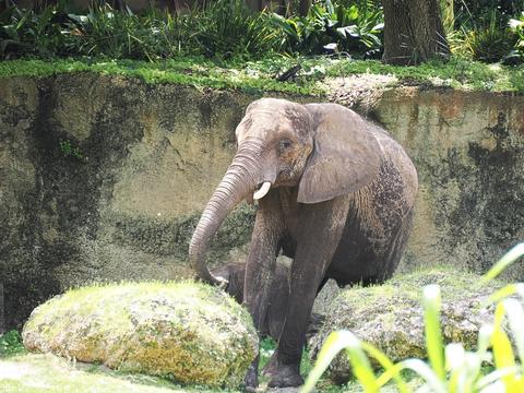 Caring for elephants tour #9