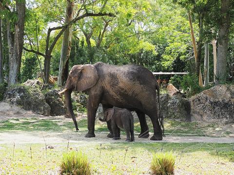 Moma and baby elephant #5