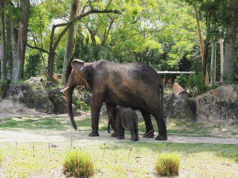 Moma and baby elephant #6