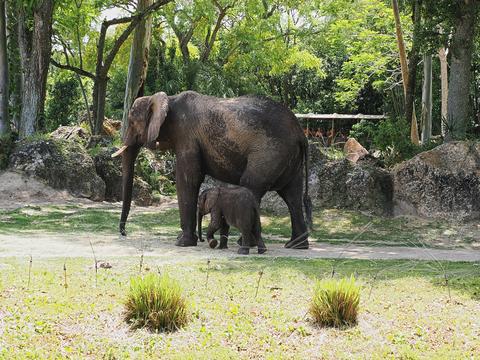 Moma and baby elephant #7