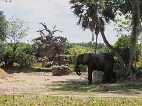 Caring for elephants tour #13