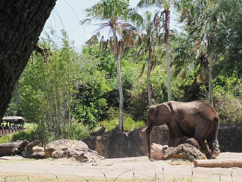 Caring for elephants tour #14