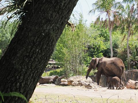 Moma and baby elephant #10
