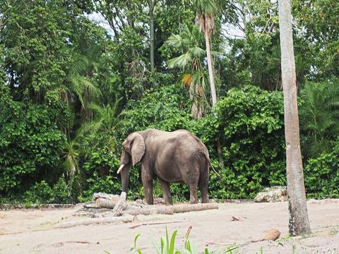 Caring for elephants tour #15