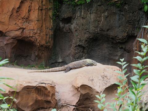 Komodo Dragon #4